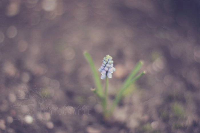 20120327-spring2-700px